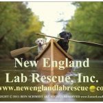 New England Lab Rescue, Inc